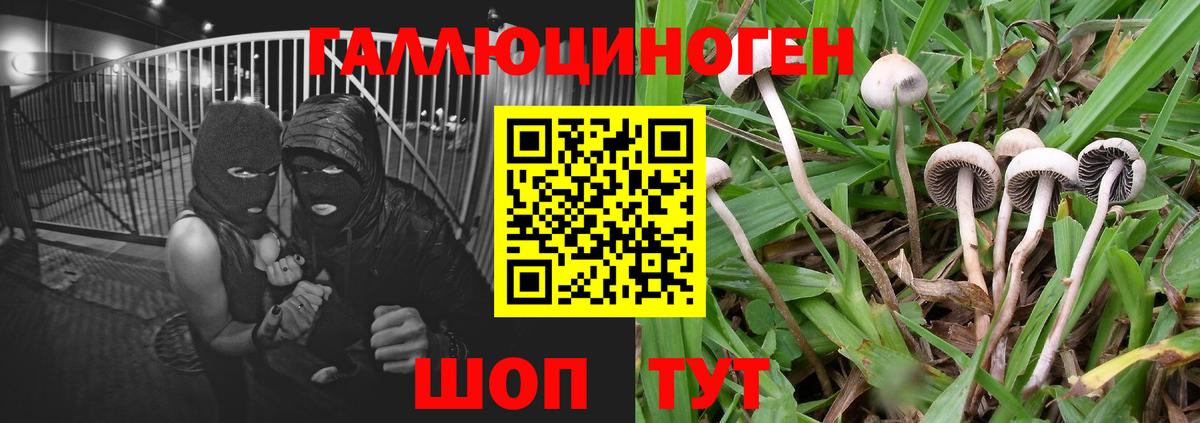 Галлюциногенные грибы Psilocybine cubensis Кемерово